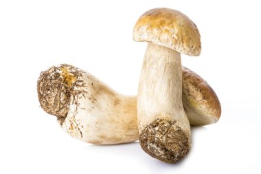 Beyaz bir arka plan üzerinde izole boletus mantarı