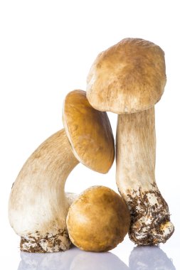 Beyaz bir arka plan üzerinde izole boletus mantarı