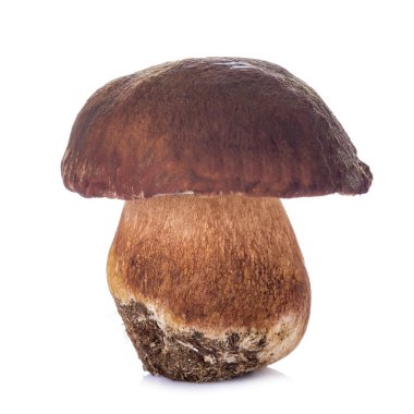 Beyaz bir arka plan üzerinde izole boletus mantarı