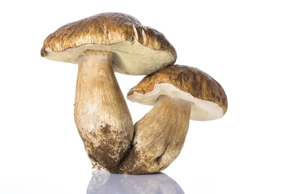 Boletus edulis isolado sobre um fundo branco — Fotografia de Stock