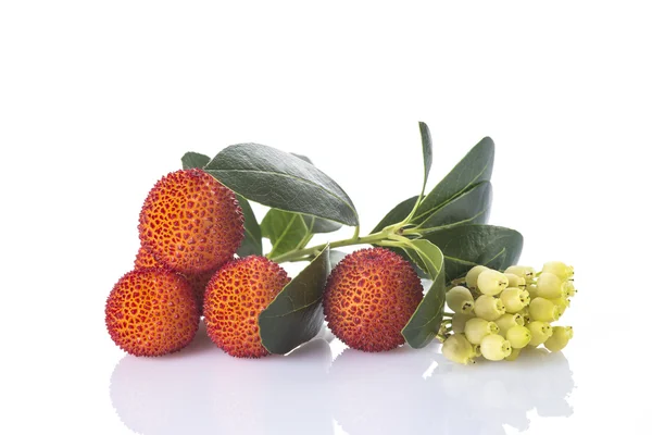 Arbutus unedo vruchten geïsoleerd op een witte achtergrond — Stockfoto