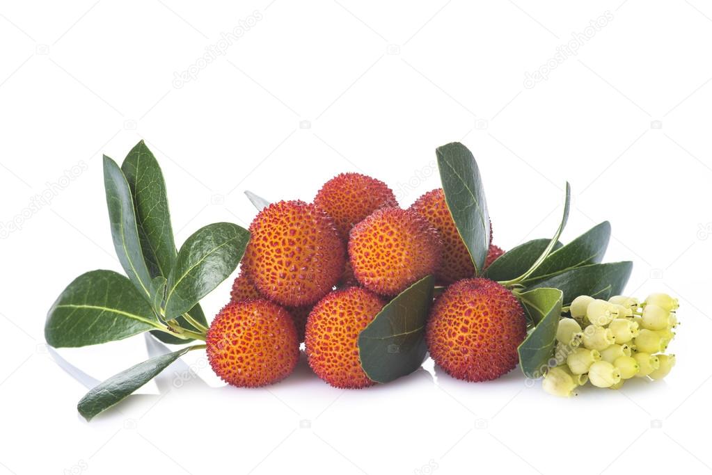 Arbutus unedo frutos aislados sobre fondo blanco fotografía de stock