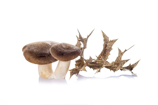 Oyster mushrooms isolated on a white background — Stock Photo, Image