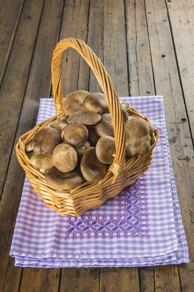 Basket with wild oyster mushrooms — Stock Photo, Image