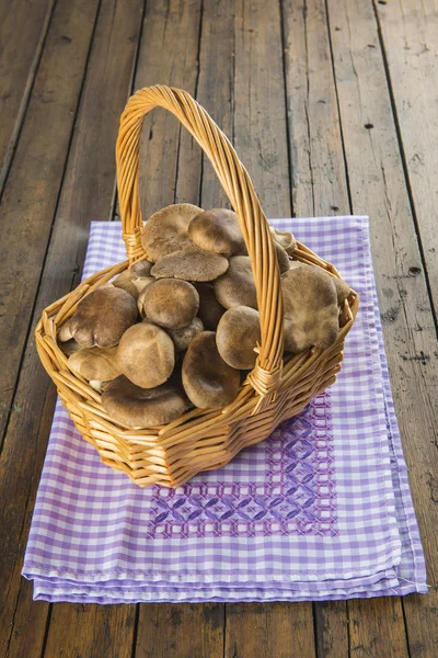 Panier aux champignons huîtres sauvages — Photo