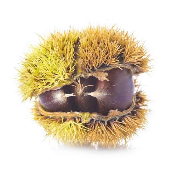 Chestnuts in its burr isolated on a white background — Stock Photo, Image