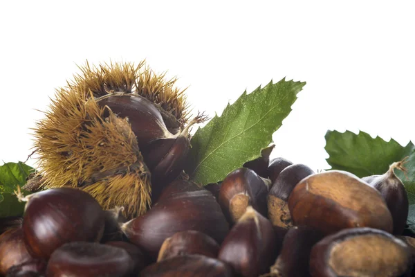 Castanhas com folhas e rebarbas isoladas sobre um fundo branco — Fotografia de Stock