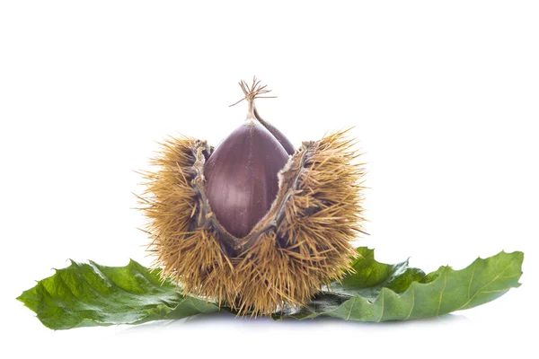 Chestnuts with leaves and burrs isolated on a white background — Stock Photo, Image