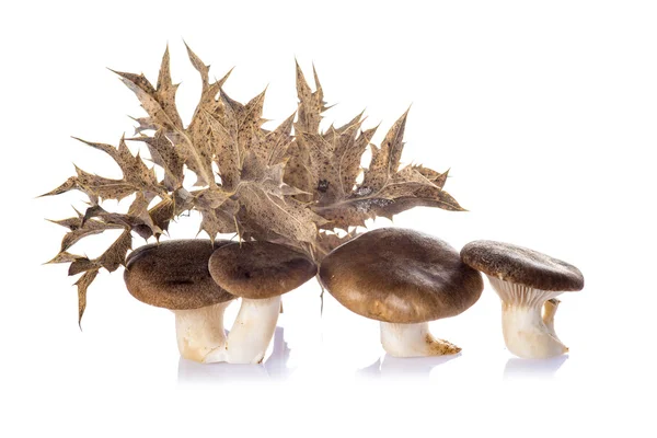 Oyster mushrooms isolated on a white background — Stock Photo, Image