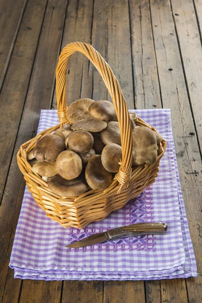 Cesto con funghi ostrica selvatica — Foto Stock