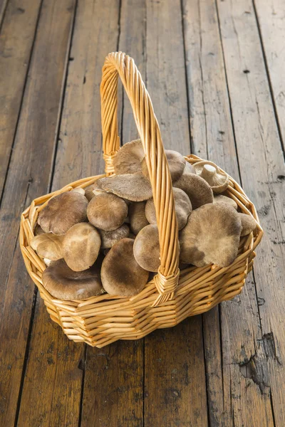 Basket with wild oyster mushrooms — Stock Photo, Image