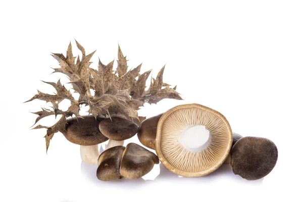 Oyster mushrooms isolated on a white background — Stock Photo, Image