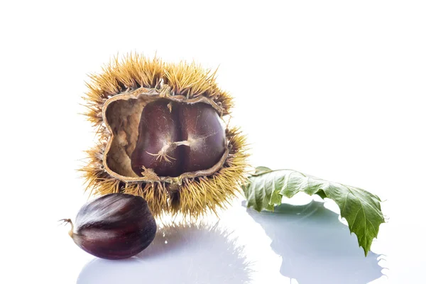 Chestnuts with leaves and burrs isolated on a white background — Stock Photo, Image