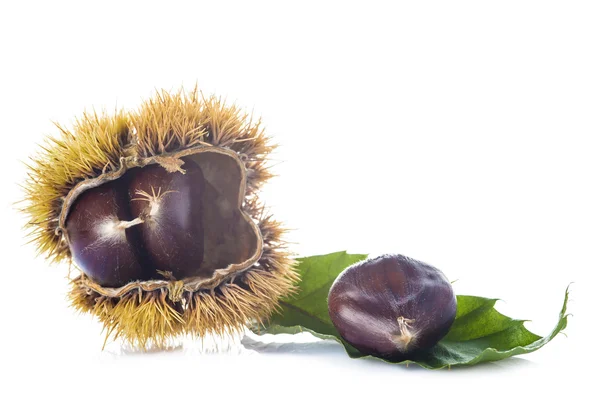 Chestnuts with leaves and burrs isolated on a white background — Stock Photo, Image