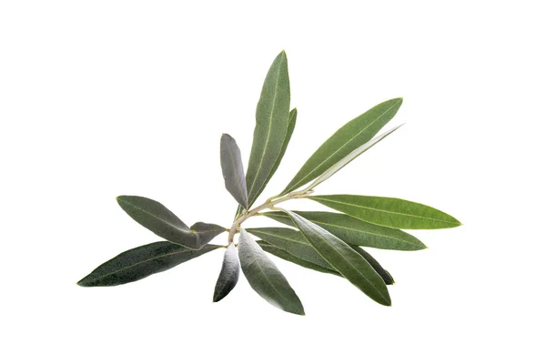 Olive branch isolated on a white background — Stock Photo, Image