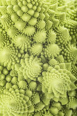 Romanesco brokoli sebze doku