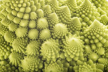 Romanesco brokoli sebze doku