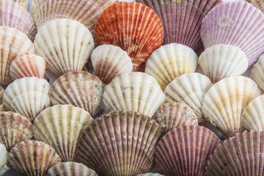 deniz kabuklarını arka plan yaptı