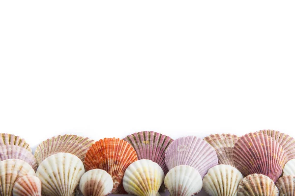 Seashells isolated on a white background — Stock Photo, Image