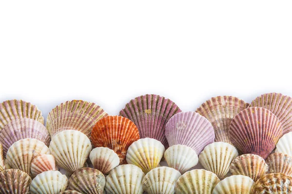 Seashells isolado em um fundo branco — Fotografia de Stock