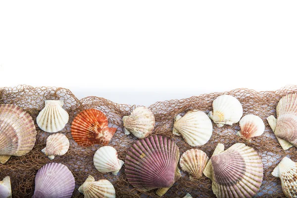 白い背景で隔離の貝殻 — ストック写真