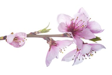 Şeftali çiçekleri beyaz bir arka plan üzerinde izole