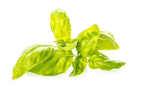 Basil leaves isolated on a white background — Stock Photo, Image