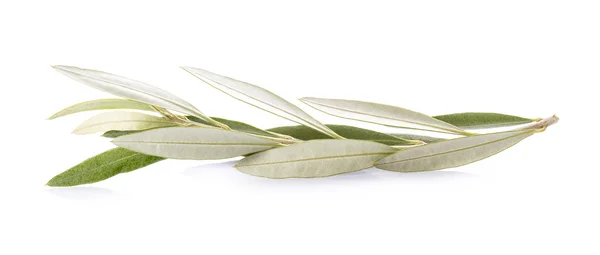 Olive branch isolated on a white background — Stock Photo, Image