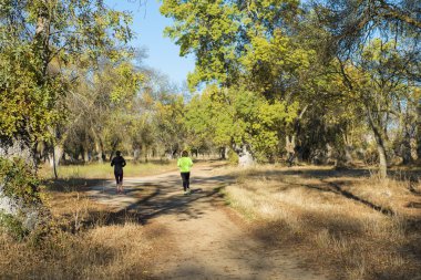 Ormanda çalışan kadın