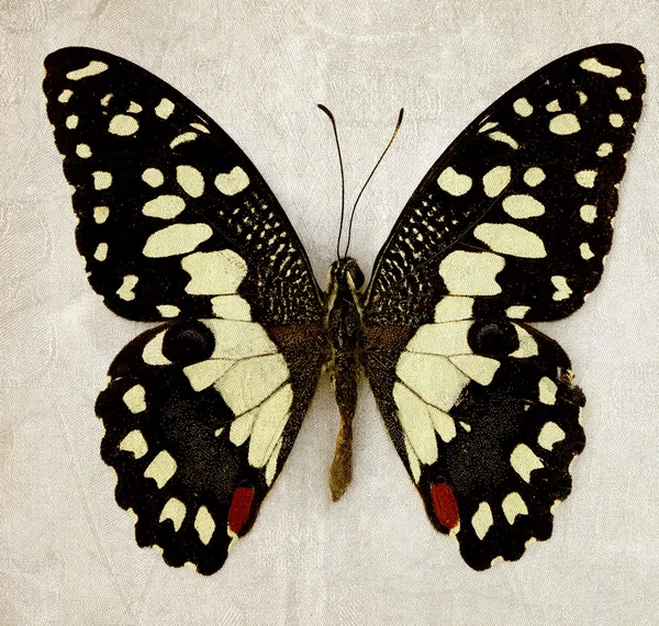 Papillon — Photo