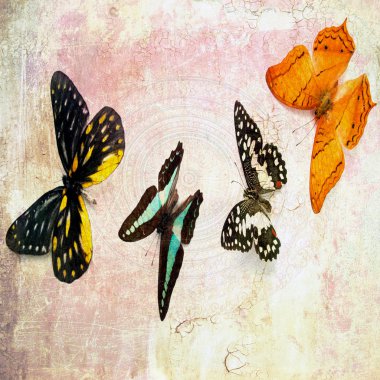 Grunge kelebek duvar kağıdı