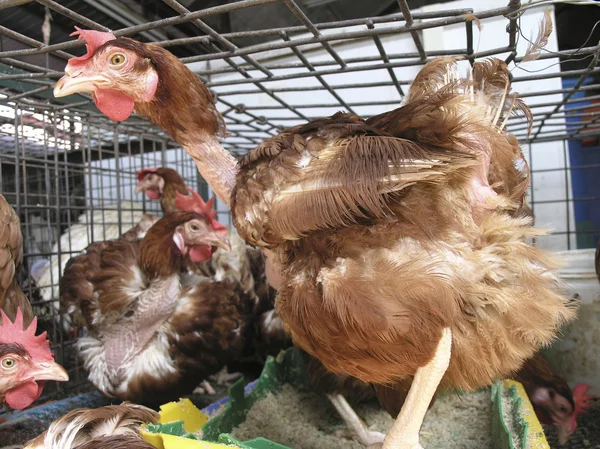 Caged chickens — Stock Photo, Image