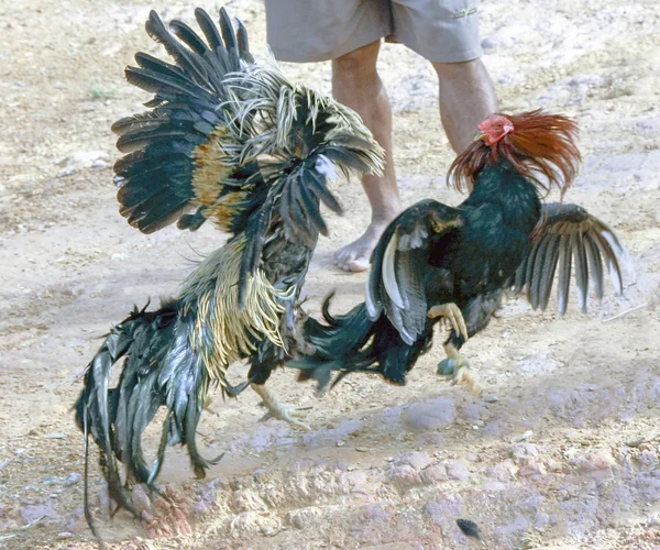 Cock fight — Stock Photo, Image