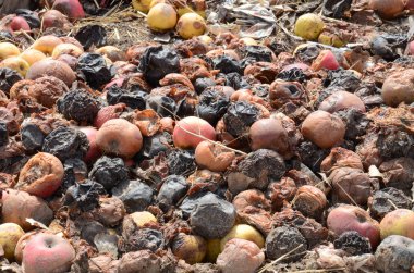 Organik kirlilik kavramı. Çürük elma