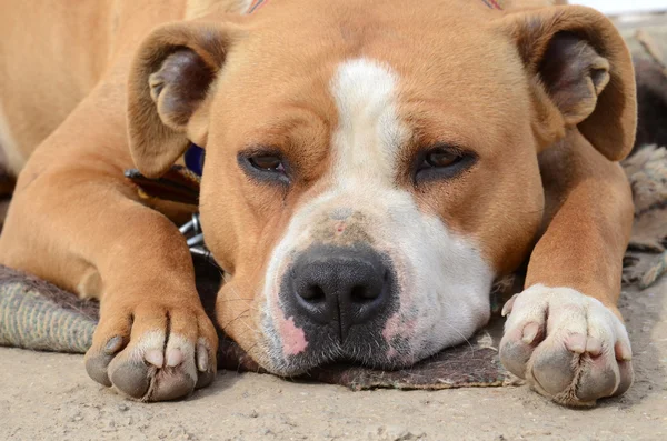 Lazy  american staffordshire terrier dog — Stock Photo, Image