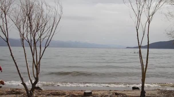 Uomo e cane passeggiando su una spiaggia del lago Prespa, Macedonia — Video Stock