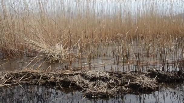 Spalone pole trzciny na plaży jeziora Prespa, Macedonia — Wideo stockowe