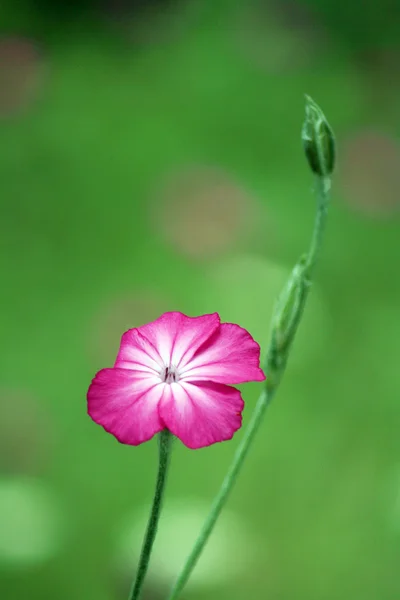 Flor rosa primavera. Concepto de naturaleza —  Fotos de Stock