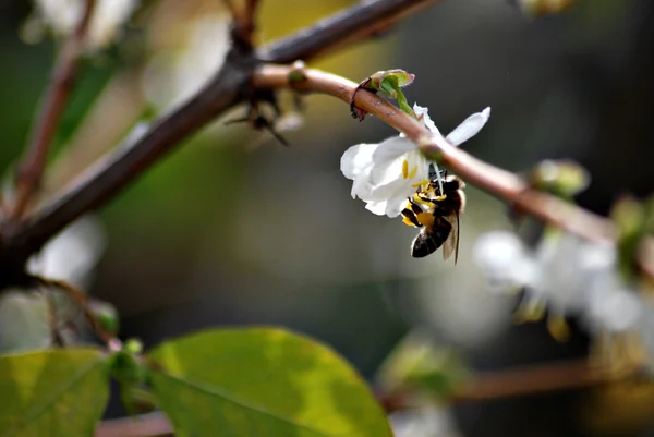 Biene auf einer weißen Blume — Stockfoto