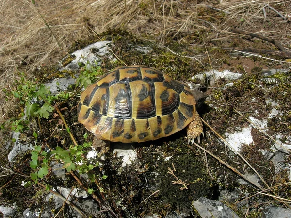 Sköldpadda på en gräs — Stockfoto