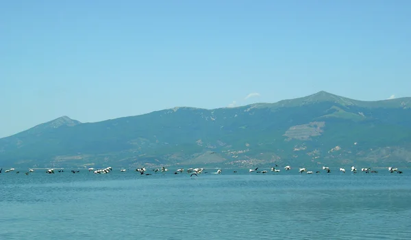 Lake Prespa in Macedonia — Stock Photo, Image