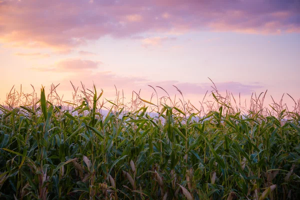 Campo de maíz en una puesta de sol — Foto de Stock