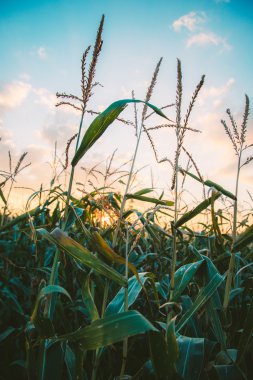 Mısır tarlasında bir gün batımı