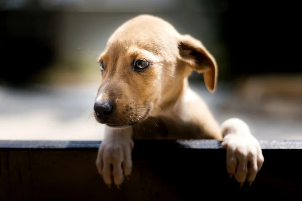 Schattige speelse puppy — Stockfoto