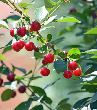Olgun kırmızı organik kiraz
