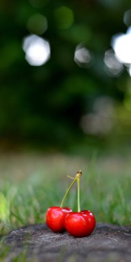Olgun kırmızı organik kiraz