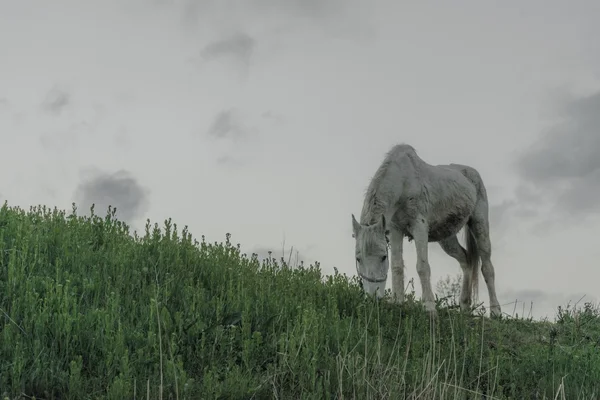 Ondervoede paarden grazen — Stockfoto