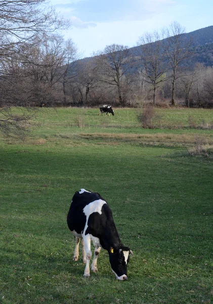 Krowy na pastwisku w pobliżu bitola, macedonia — Zdjęcie stockowe