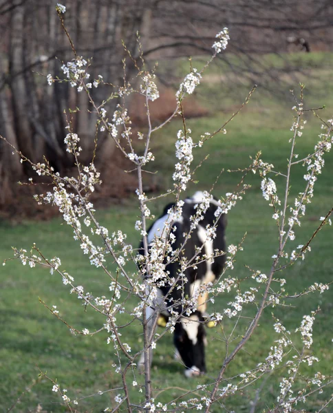 Vacche al pascolo vicino a bitola, macedonia — Foto Stock