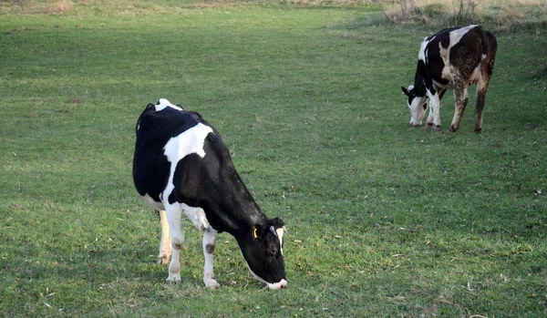 Krowy na pastwisku w pobliżu bitola, macedonia — Zdjęcie stockowe